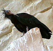 Northern Bald Ibis