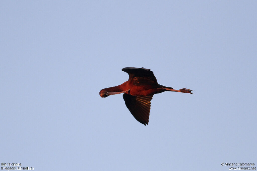 Ibis falcinelle