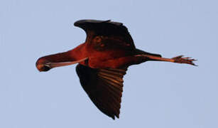 Glossy Ibis