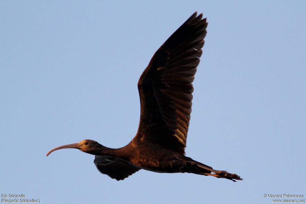 Ibis falcinelle