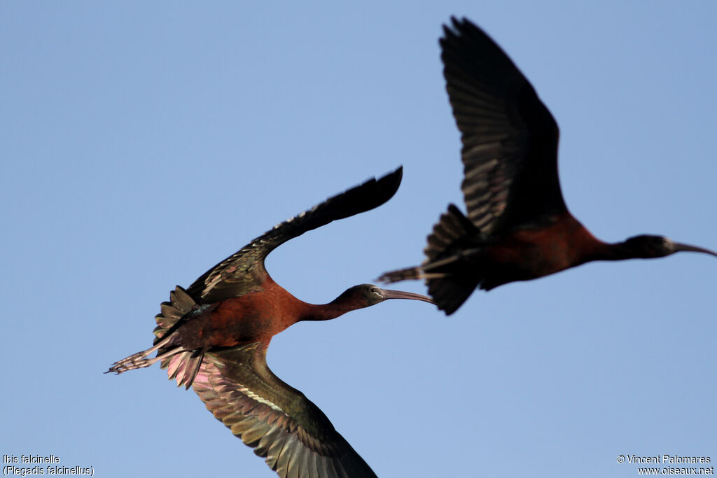 Ibis falcinelle