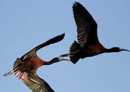 Glossy Ibis