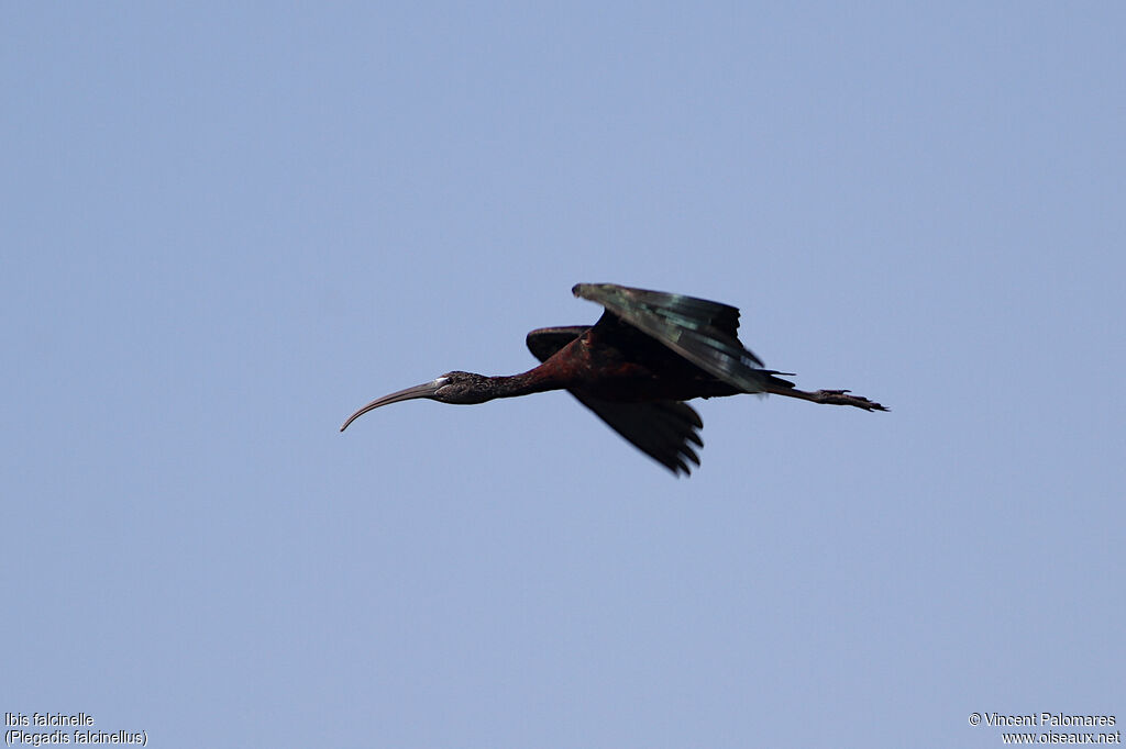 Ibis falcinelle