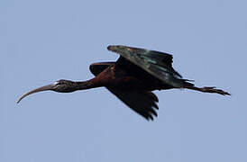 Glossy Ibis