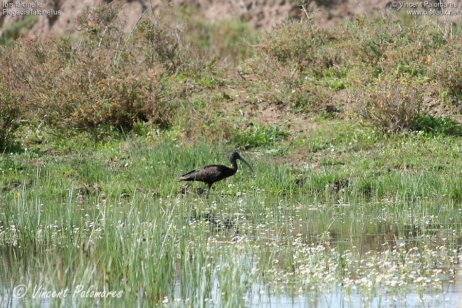 Ibis falcinelle