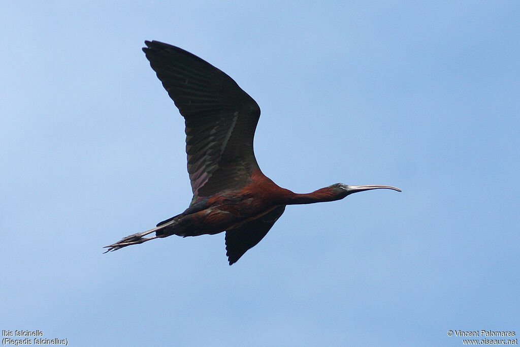 Ibis falcinelleadulte nuptial