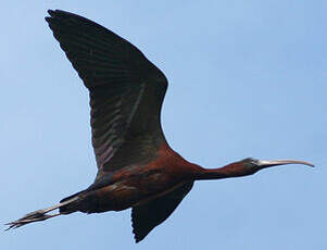 Ibis falcinelle