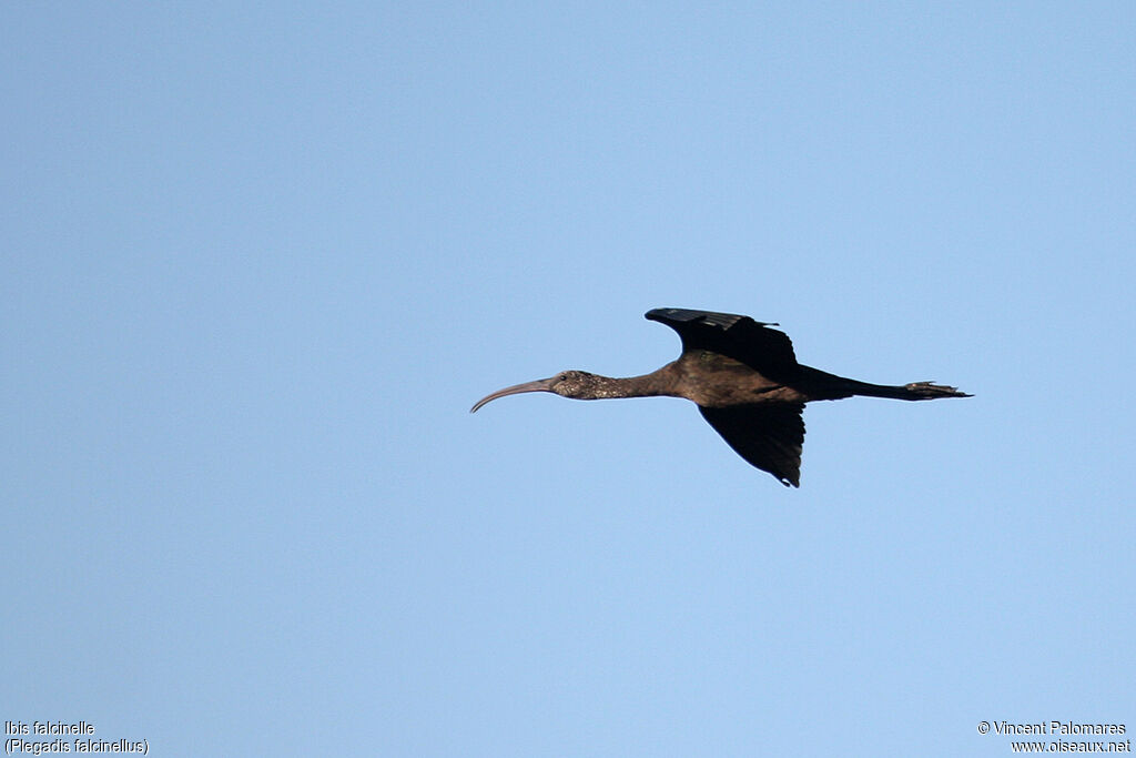 Ibis falcinellejuvénile