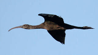 Glossy Ibis