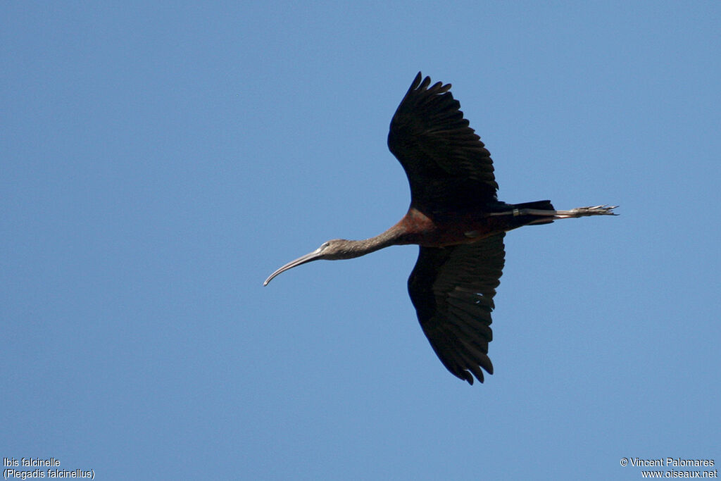 Glossy Ibis