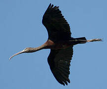 Glossy Ibis