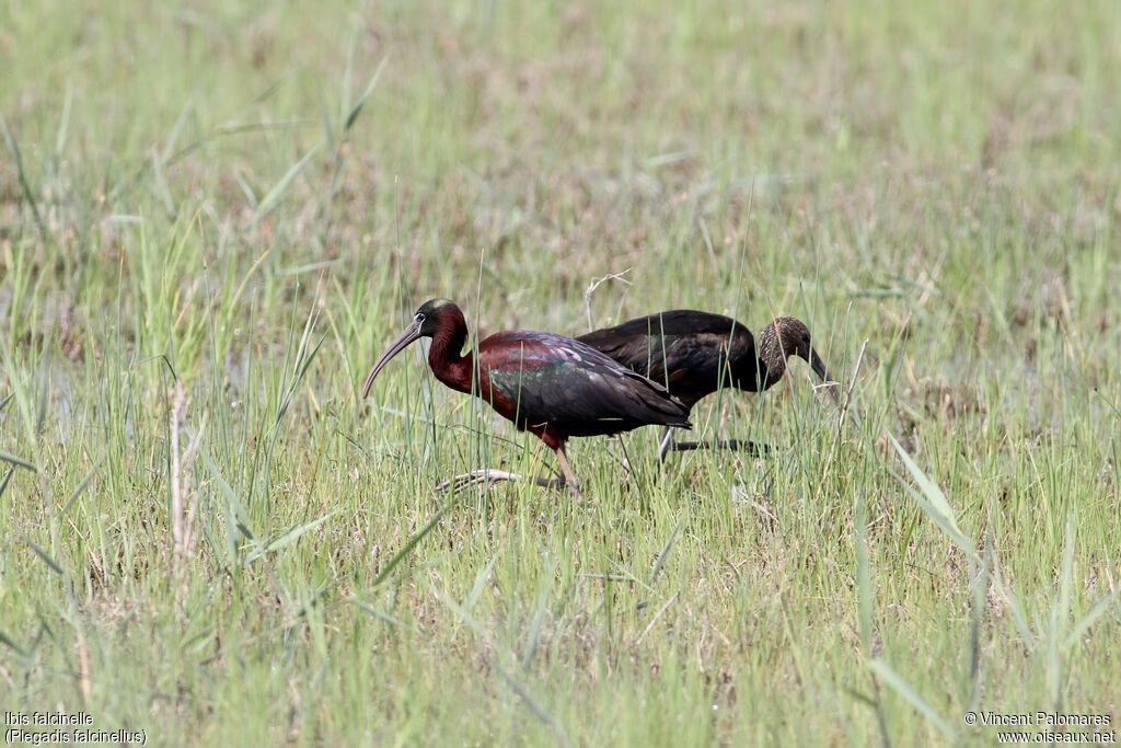 Ibis falcinelle