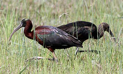 Ibis falcinelle