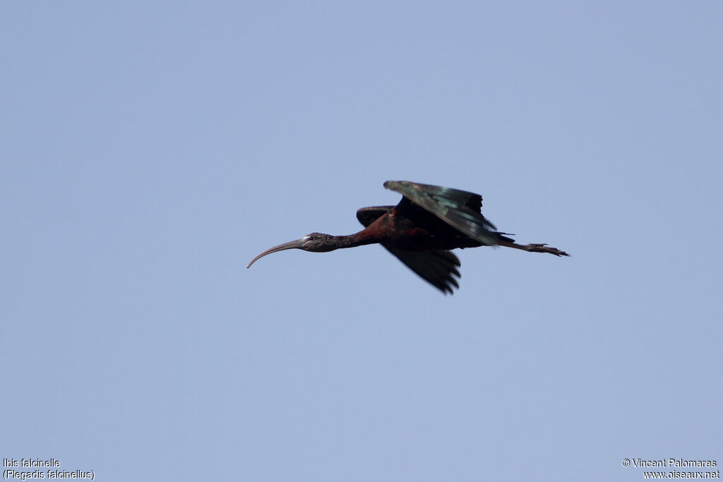 Glossy Ibis, Flight