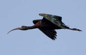 Glossy Ibis