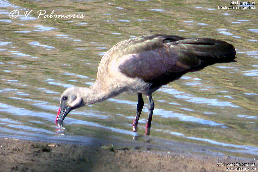 Ibis hagedash