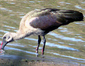 Ibis hagedash