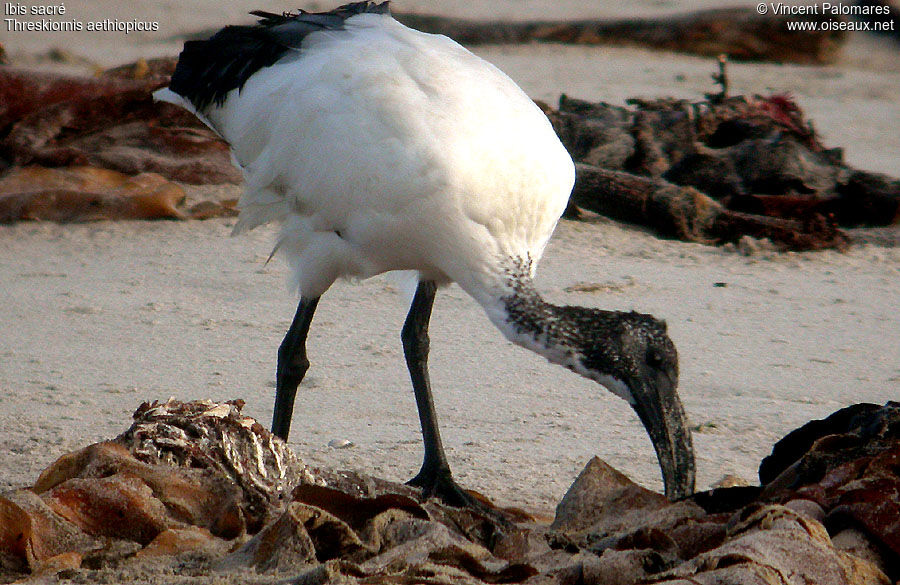 African Sacred Ibis