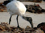 Ibis sacré