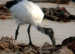 African Sacred Ibis