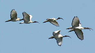 African Sacred Ibis