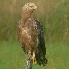 Aigle pomarin