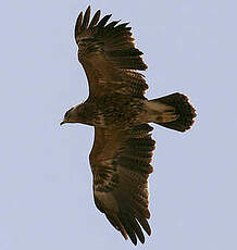 Aigle pomarin