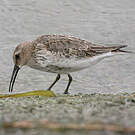 Bécasseau variable