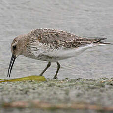 Bécasseau variable