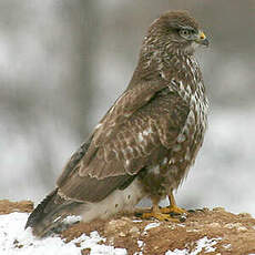 Buse variable