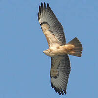 Buse variable