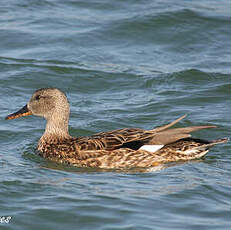 Canard chipeau