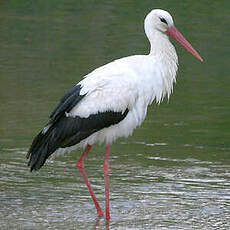 Cigogne blanche