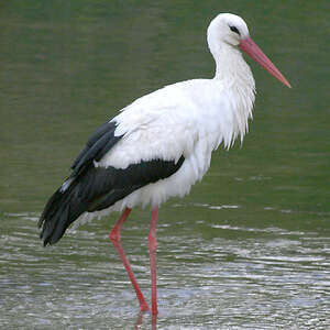 Cigogne blanche