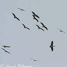 Cigogne noire