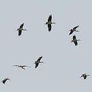Cigogne noire