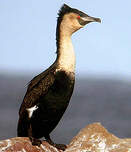 Cormoran à poitrine blanche