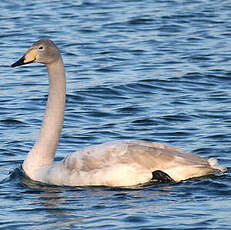 Cygne chanteur