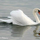 Cygne tuberculé