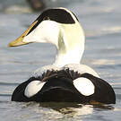 Eider à duvet