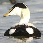 Eider à duvet