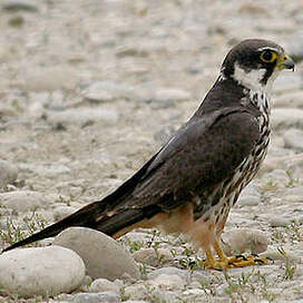 Eurasian Hobby