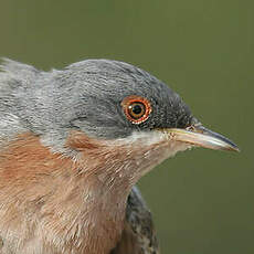 Fauvette de Moltoni