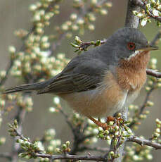 Fauvette passerinette