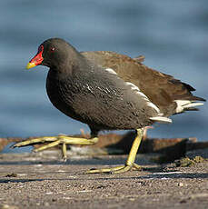 Gallinule poule-d'eau