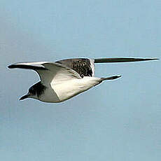 Mouette de Sabine