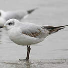 Mouette mélanocéphale