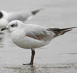 Mouette mélanocéphale