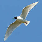 Mouette mélanocéphale