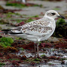 Mouette mélanocéphale